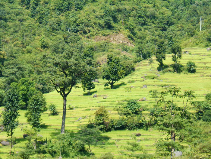 019_Les terrasses de riz