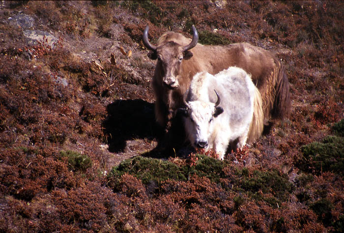 37_Les yaks de Dingboche