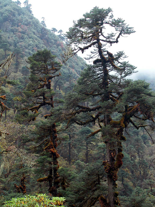 27_ Les sapins bleus de l'himalaya.