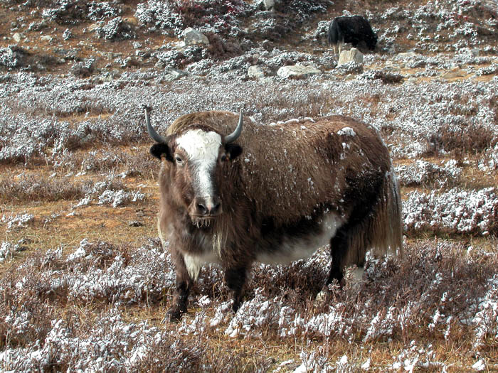 57_ Placide Yak enneige.