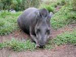 32 Le Tapir du zoo de Banos