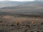 36 Les Vigognes sur les pentes du Chimborazo