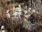 019_Des champs d'Edelweiss !