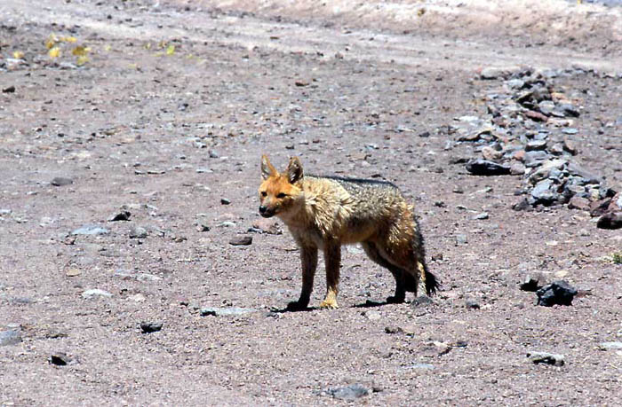 05_Le renard du desert