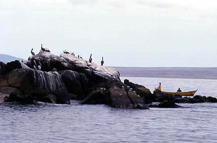 24_Les pelicans du Pacifique