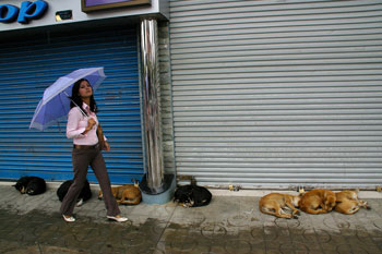 Katmandou passante et chiens