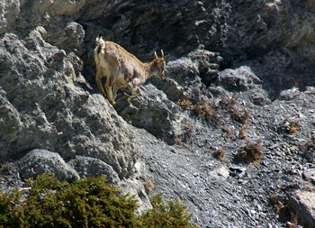 Le Baral, chamois népalais