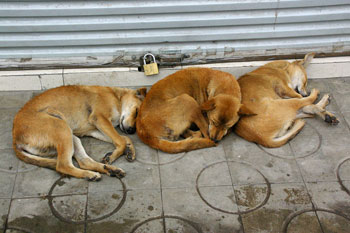 Katmandou, une vie de chien ! 